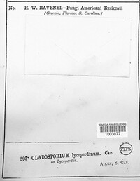 Cladosporium lycoperdinum image